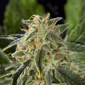 Auto Lemon CBD feminised Philosopher Seeds