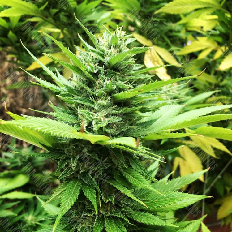 семена конопли дурдан носион