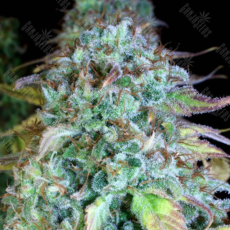 семена конопли Россия Serious Happiness feminised Serious Seeds семена конопли Россия Serious Happiness feminised Serious Seeds