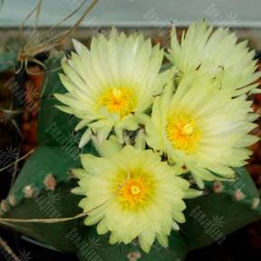 Astrophytum MIX