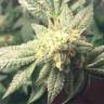 Hell's Angel OG feminised Ganja Seeds