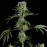 Moby Dick #2 feminised Dinafem Seeds