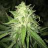 Moby Dick #2 feminised Dinafem Seeds