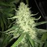 Moby Dick #2 feminised Dinafem Seeds