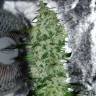 семена индийской конопли Nibiru-47 regular Ganja Seeds семена индийской конопли Nibiru-47 regular Ganja Seeds