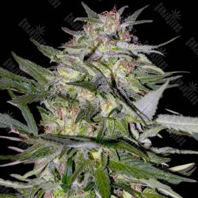 Jack Plant feminised Advanced Seeds