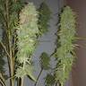 семена сортовой конопли Auto Speed Bud feminised Female Seeds