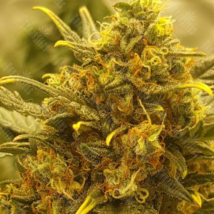 заказать на сайте семена конопли Auto Baby Boom feminised Kannabia Seeds заказать на сайте семена конопли Auto Baby Boom feminised Kannabia Seeds