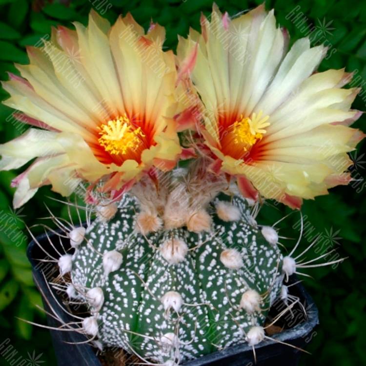 Семена кактусов Astrophytum crassispinum x Astrophytum asterias Семена кактусов Astrophytum crassispinum x Astrophytum asterias