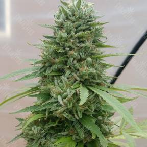 Passion #1 x Narkush feminised Ganja Seeds