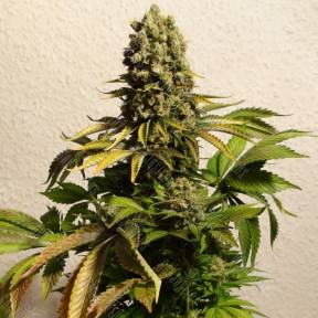 Ganesh regular Mandala Seeds