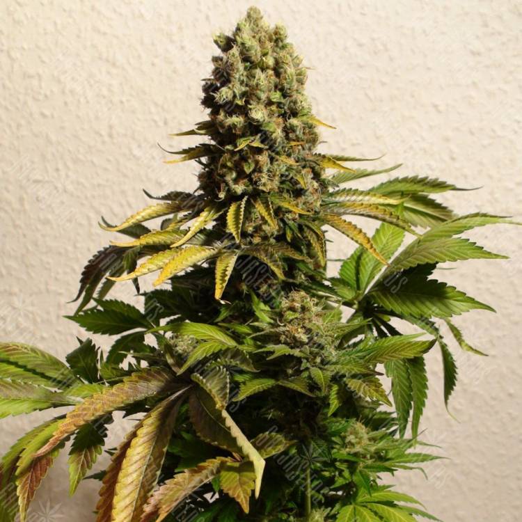 заказ семян конопли Спб Ganesh regular Mandala Seeds