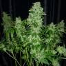 OG Kush feminised Dinafem Seeds OG Kush feminised Dinafem Seeds