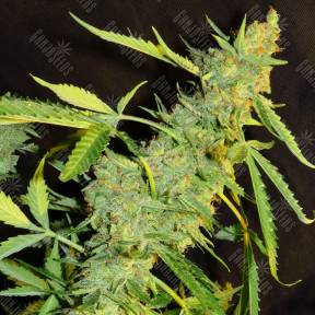 Auto White Tisa regular Ganja Seeds