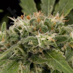 Original Strawberry Cough feminised Dinafem Seeds