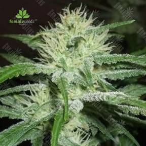 Auto White Widow x Big Bud feminised Female Seeds
