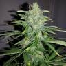 качественные семена конопли Auto White Widow x Big Bud feminised Female Seeds качественные семена конопли Auto White Widow x Big Bud feminised Female Seeds