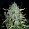 семена конопли в оригинальных упаковках Auto White Widow x Big Bud feminised Female Seeds семена конопли в оригинальных упаковках Auto White Widow x Big Bud feminised Female Seeds