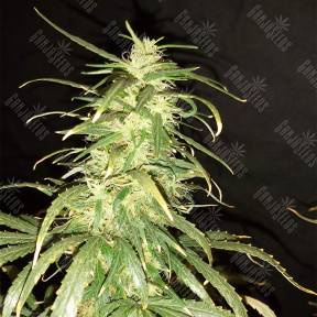 Black Bomb feminised Philosopher Seeds