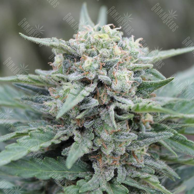 Семена конопли Auto Lemon Skunk feminised GanjaLiveSeeds