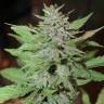 Автоцветы Auto Lemon Skunk feminised GanjaLiveSeeds
