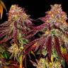 Семена конопли Mimosa feminised Ganja Seeds заказать