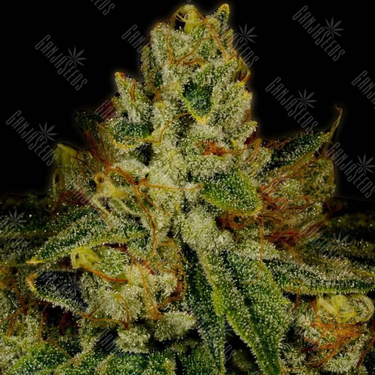 заказать семена конопли Cream 47 feminised заказать семена конопли Cream 47 feminised