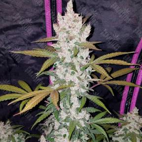 Russian Snow feminised Ganja Seeds