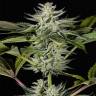 хорошие семена конопли Ocean Grown Cookies feminised Dinafem Seeds хорошие семена конопли Ocean Grown Cookies feminised Dinafem Seeds
