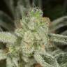 семена индийской конопли Ocean Grown Cookies feminised Dinafem Seeds семена индийской конопли Ocean Grown Cookies feminised Dinafem Seeds