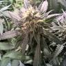 семена конопли Россия Blueberry Cheesecake feminised Female Seeds семена конопли Россия Blueberry Cheesecake feminised Female Seeds