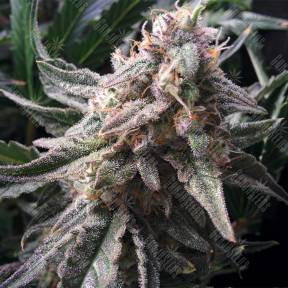 Auto Ginger Punch feminised Kannabia Seeds