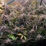 семена конопли элитных сортов Auto Ginger Punch feminised Kannabia Seeds