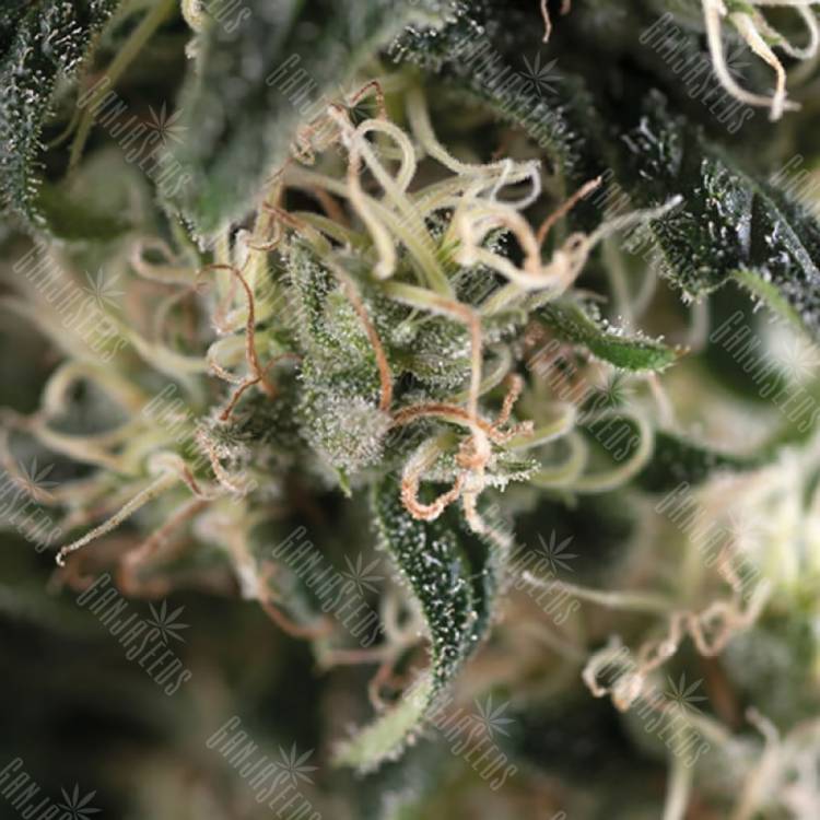 мощные семена конопли Auto Super Cheese feminised Trikoma Seeds мощные семена конопли Auto Super Cheese feminised Trikoma Seeds