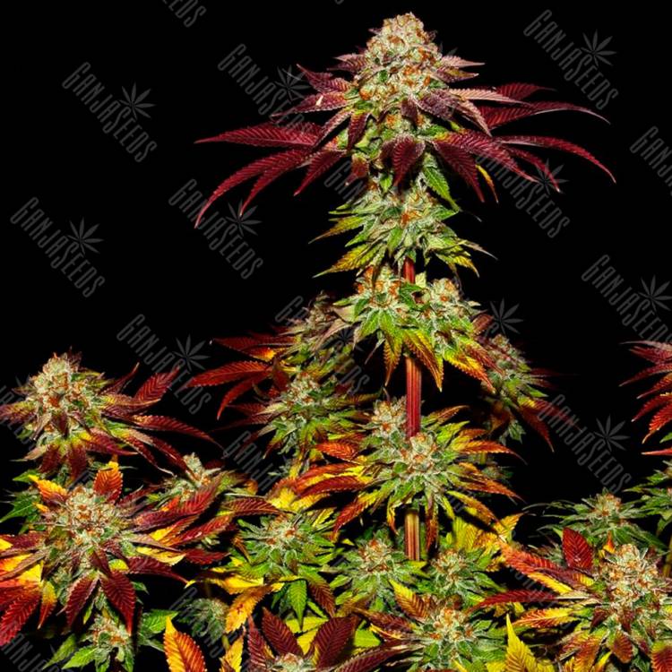  Семена конопли Mintz feminised Ganja Seeds заказать