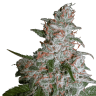 конопля семена сорта заказать Northern Lights feminised