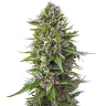 семена конопли курьером Northern Lights feminised