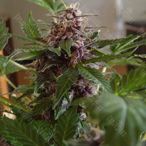 Purple Sunset feminised Ganja Seeds