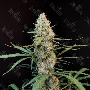 Jack Herer CBD feminised Ganja Seeds
