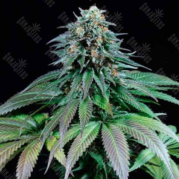 Purple Moby Dick feminised Dinafem Seeds Purple Moby Dick feminised Dinafem Seeds