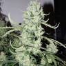заказ семян конопли Спб Autoflower High Potency Mix feminised Dutch Passion Seeds
