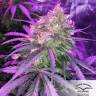 семена конопли Россия Autoflower High Potency Mix feminised Dutch Passion Seeds