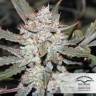 семена конопли наложенным платежом Autoflower High Potency Mix feminised Dutch Passion Seeds