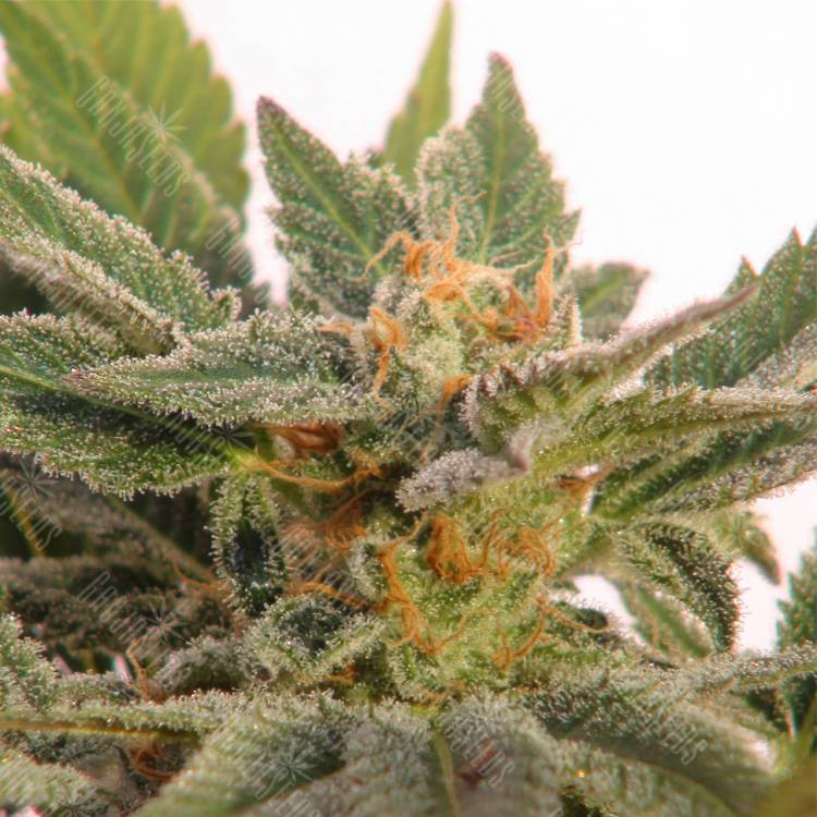 семена конопли с доставкой Auto Kritic feminised Kannabia Seeds