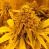 Семена ганжы Pineapple Chunk feminised Ganja Seeds купить