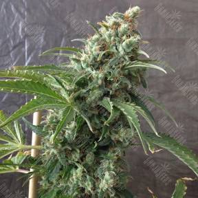 Krystalica regular Mandala Seeds