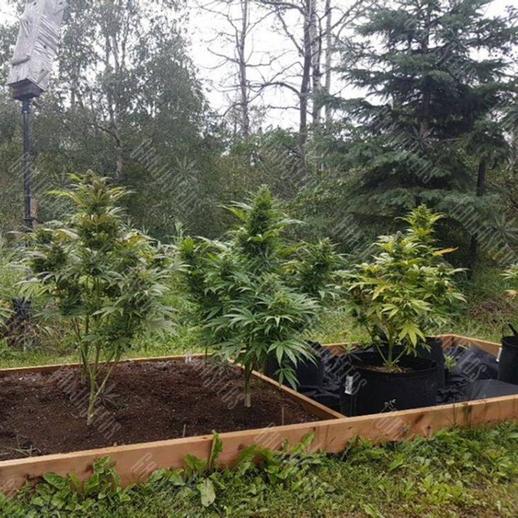 семена конопли для выращивания Original Afghani1 regular Ganja Seeds семена конопли для выращивания Original Afghani1 regular Ganja Seeds