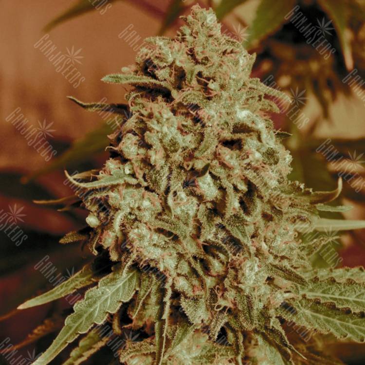 семена конопли марихуаны Somango Widow feminised Advanced Seeds семена конопли марихуаны Somango Widow feminised Advanced Seeds