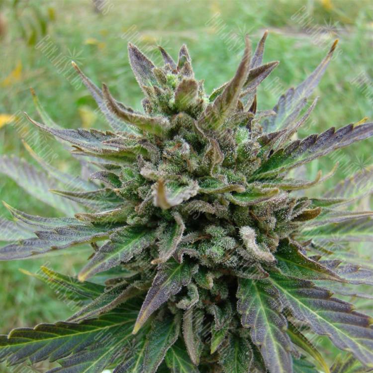 автоцветущие семена конопли Auto Kickass feminised Kannabia Seeds автоцветущие семена конопли Auto Kickass feminised Kannabia Seeds