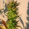 семена сортовой конопли Auto Kickass feminised Kannabia Seeds семена сортовой конопли Auto Kickass feminised Kannabia Seeds